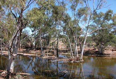 Westaustralien, Australien: Expedition Canning-Stock-Route - bewachsenes Flussufer