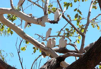 Westaustralien, Australien: Western Australia - Kakadus im Baum